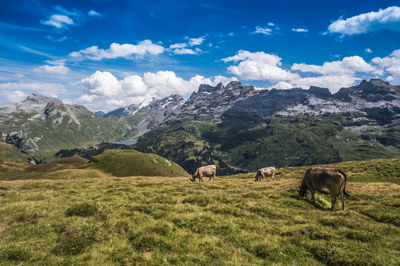 Cows at wandertrail horizontweg from alpen tower to engstlenalp, along gental, switzerland