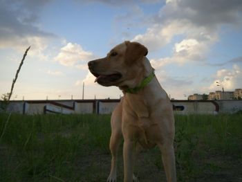 Dog standing on grass