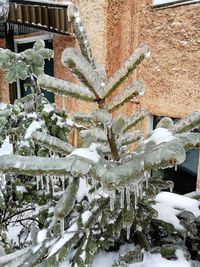 Close-up of snow covered tree