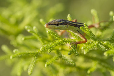 Close-up of lizard on leaf