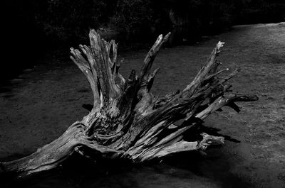 Close-up of tree trunk on field
