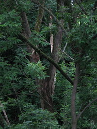 View of trees in forest