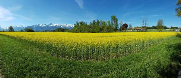 Scenic view of field against sky