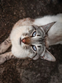 Close-up portrait of a cat with blue eyes