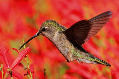 Close-up of a hummingbird flying