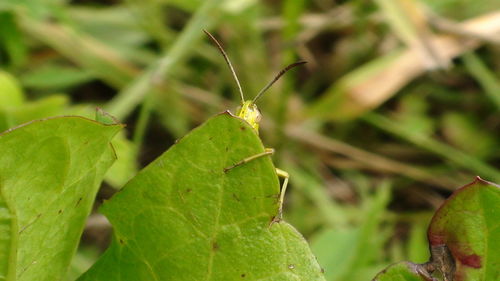 Close-up of insect on plant