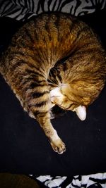 Cat relaxing on tiled floor