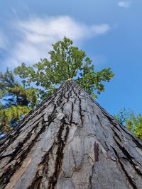 Low angle view of tree against sky