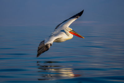 Bird flying over lake