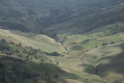 Full frame shot of green landscape