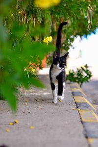 Cat on plant