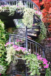 Flowers growing on staircase against building