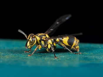 Close-up of insect on table