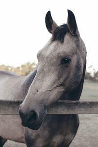 Close-up of horse in ranch against sky