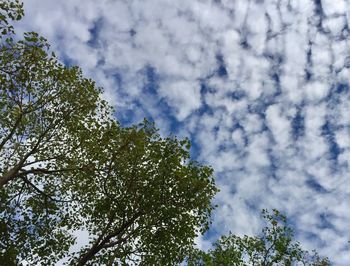 Low angle view of trees against cloudy sky