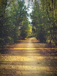 Road passing through forest