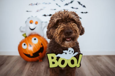 Portrait of a dog with toy