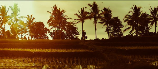 Scenic view of palm trees on field against sky