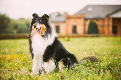 Dog running on field