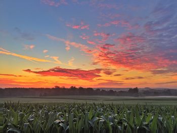 Scenic view of field against sky during sunset