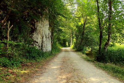 Road amidst trees in forest