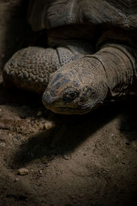 High angle view of a turtle