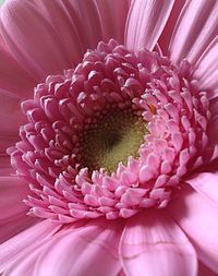 Close-up of pink flower