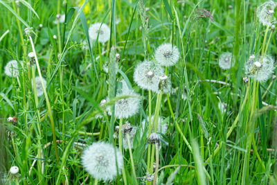 Close-up of white dandelion flower on field