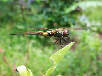 Close-up of dragonfly on plant