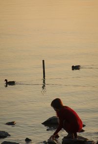 Ducks on a lake