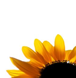 Close-up of sunflower