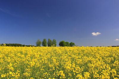 Scenic view of oilseed rape field against sky