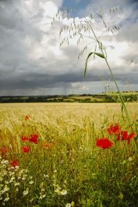 Scenic view of poppy field against sky
