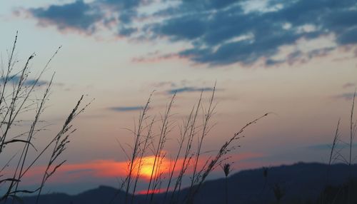 Low angle view of silhouette plants against dramatic sky