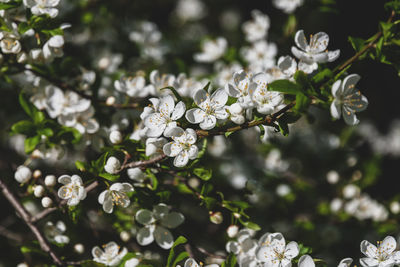 Close-up of white flowering plant