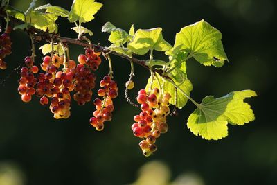 Close-up of red berries growing on tree