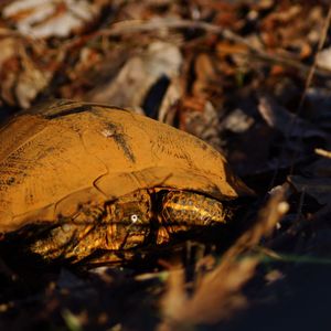 Close-up of mushroom