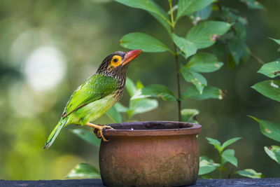 Close-up of bird perching on leaf