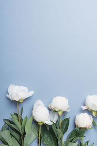 Close-up of white flowering plants against blue background
