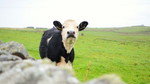 Portrait of cow on field against sky