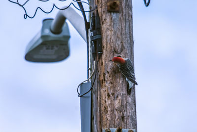 Low angle view of bird perching on wooden post against sky