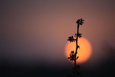 Plants at sunset