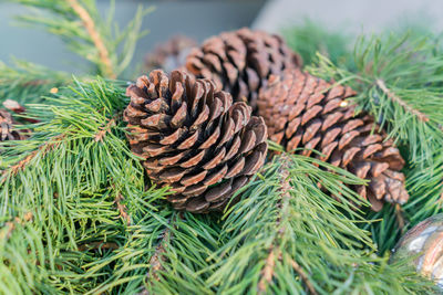 Close up of pine cones on christmas tree