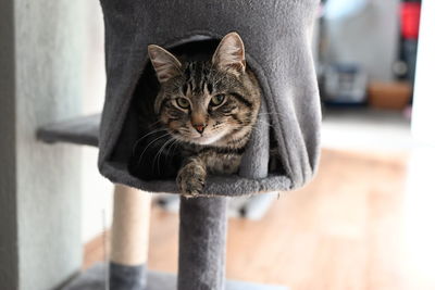 Portrait of cat relaxing at home