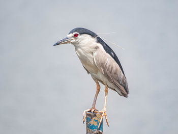 Close-up of a bird