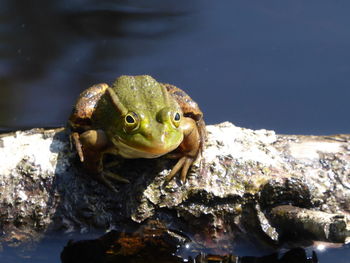 Close-up of frog on rock