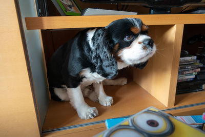 Dog looking at home