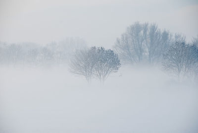 Bare trees in foggy weather