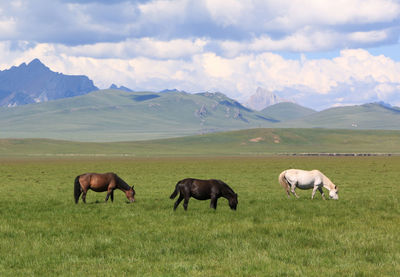 Three horses brown, white and black eating grass on the grassland cloudy day