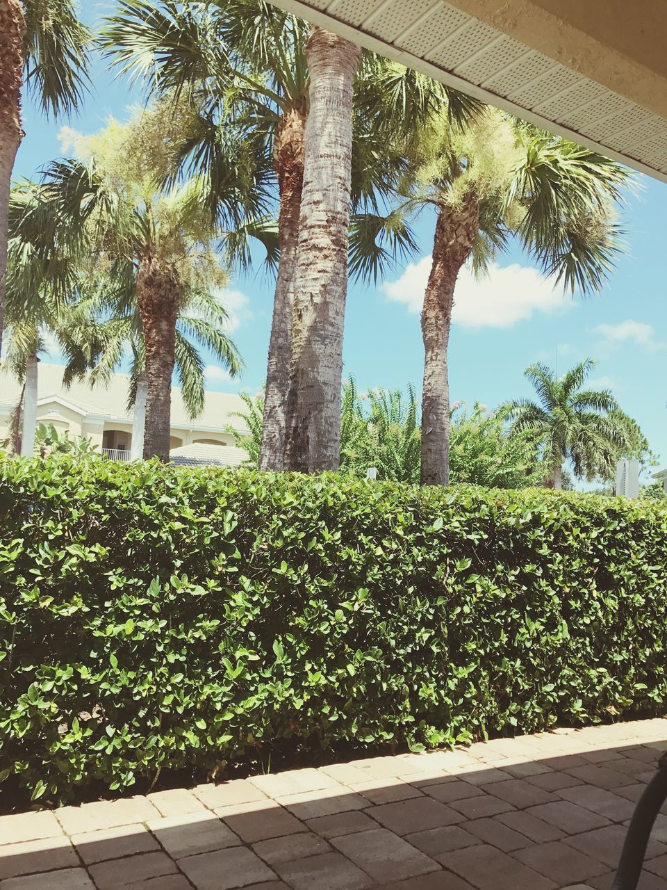 PALM TREES AGAINST PLANTS